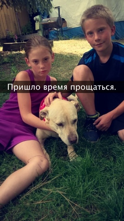 Хозяйка рассказала о последнем дне своей любимой собаки Хозяйка рассказала о последнем дне своей любимой собаки