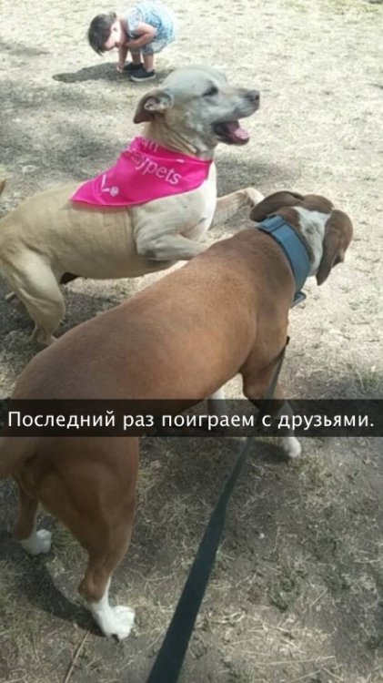 Хозяйка рассказала о последнем дне своей любимой собаки Хозяйка рассказала о последнем дне своей любимой собаки