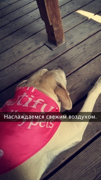 Хозяйка рассказала о последнем дне своей любимой собаки Хозяйка рассказала о последнем дне своей любимой собаки