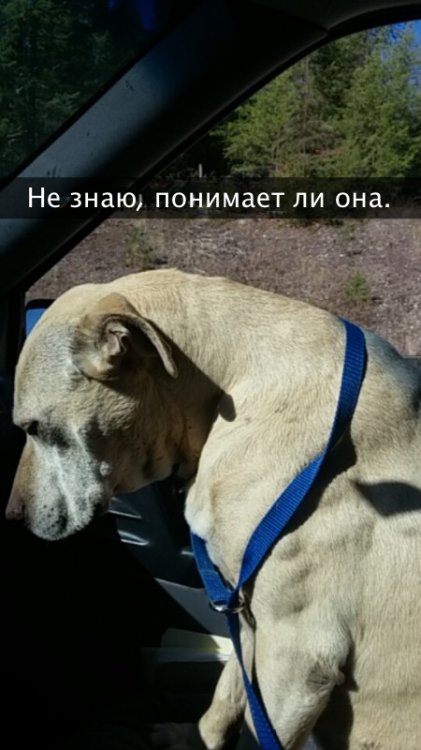 Хозяйка рассказала о последнем дне своей любимой собаки Хозяйка рассказала о последнем дне своей любимой собаки