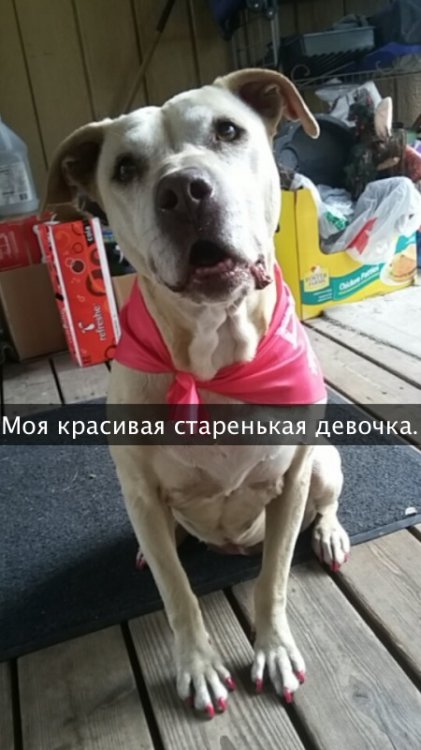 Хозяйка рассказала о последнем дне своей любимой собаки Хозяйка рассказала о последнем дне своей любимой собаки