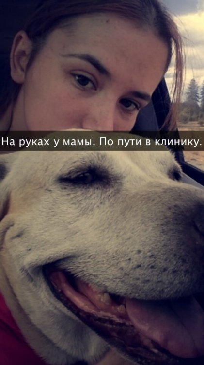 Хозяйка рассказала о последнем дне своей любимой собаки Хозяйка рассказала о последнем дне своей любимой собаки
