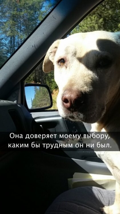 Хозяйка рассказала о последнем дне своей любимой собаки Хозяйка рассказала о последнем дне своей любимой собаки