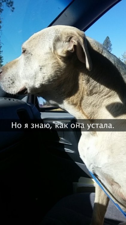 Хозяйка рассказала о последнем дне своей любимой собаки Хозяйка рассказала о последнем дне своей любимой собаки