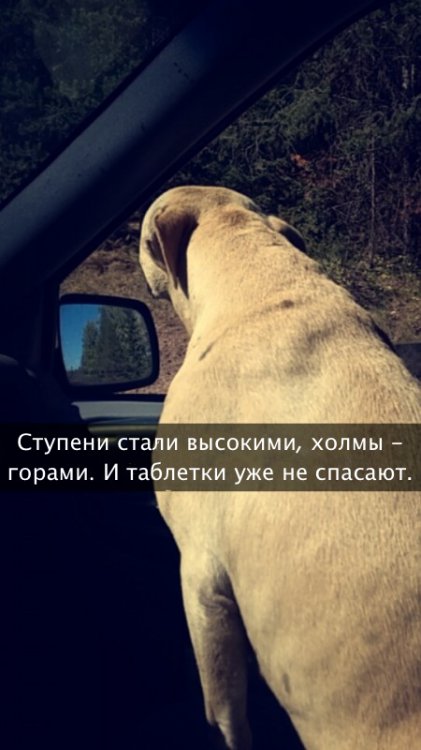 Хозяйка рассказала о последнем дне своей любимой собаки Хозяйка рассказала о последнем дне своей любимой собаки