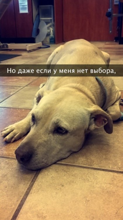 Хозяйка рассказала о последнем дне своей любимой собаки Хозяйка рассказала о последнем дне своей любимой собаки
