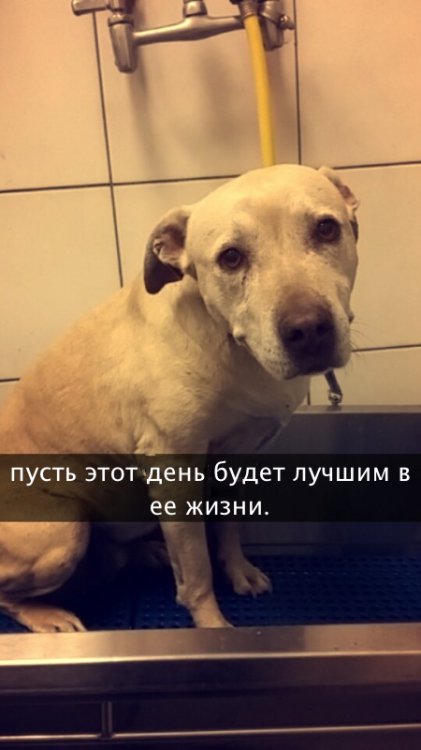 Хозяйка рассказала о последнем дне своей любимой собаки Хозяйка рассказала о последнем дне своей любимой собаки