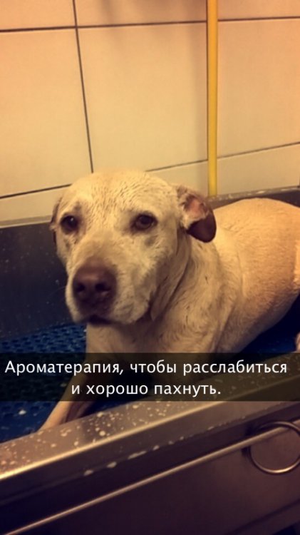 Хозяйка рассказала о последнем дне своей любимой собаки Хозяйка рассказала о последнем дне своей любимой собаки