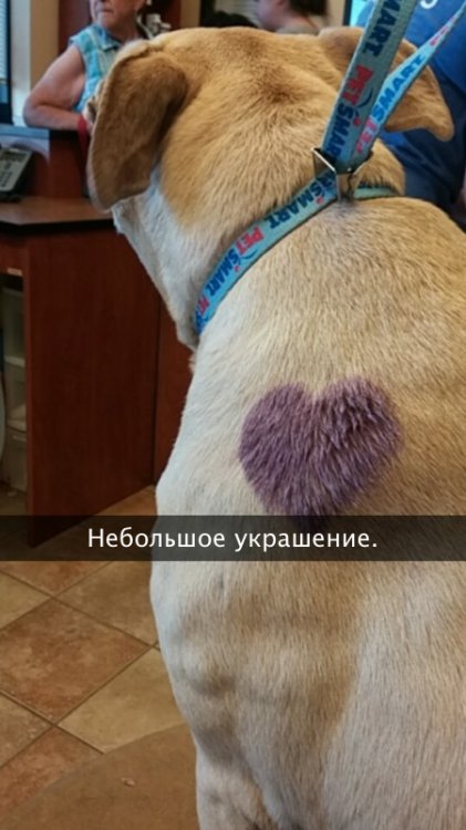 Хозяйка рассказала о последнем дне своей любимой собаки Хозяйка рассказала о последнем дне своей любимой собаки