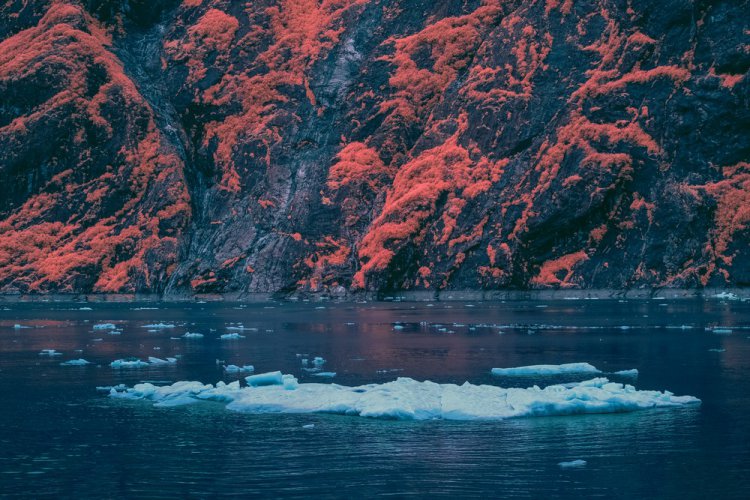 Инфракрасные фотографии природы Брэдли Манковиц Инфракрасные фотографии природы Брэдли Манковиц