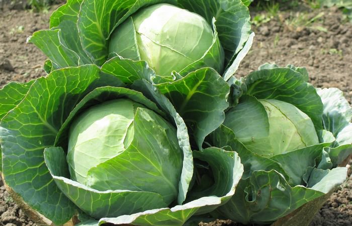 Натуральные продукты, которые могут быть вредны для человека Натуральные продукты, которые могут быть вредны для человека