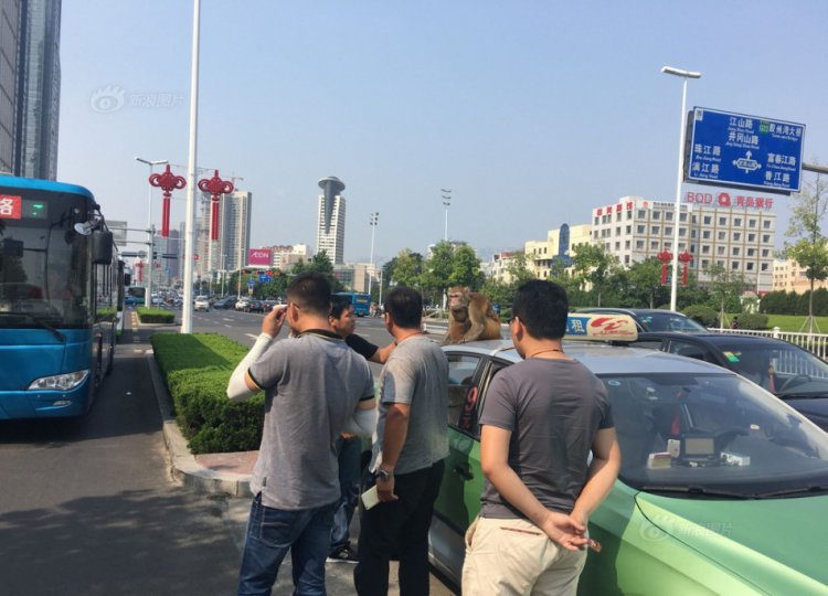 Обезьянка едва не устроила ДТП Обезьянка едва не устроила ДТП