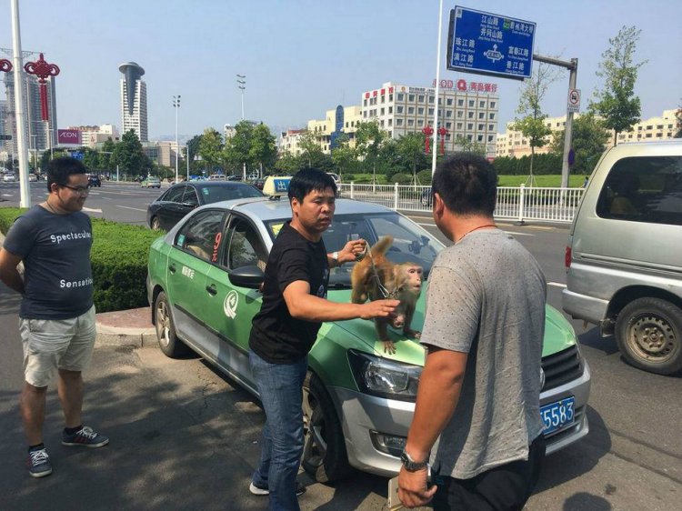 Обезьянка едва не устроила ДТП Обезьянка едва не устроила ДТП