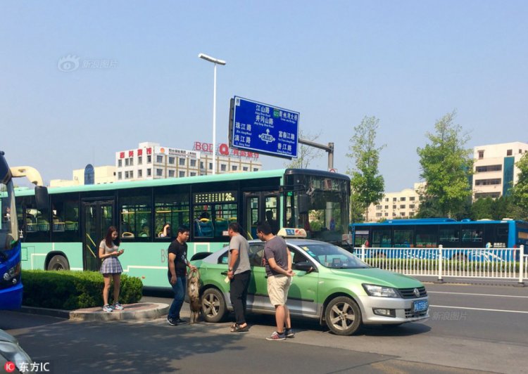 Обезьянка едва не устроила ДТП Обезьянка едва не устроила ДТП