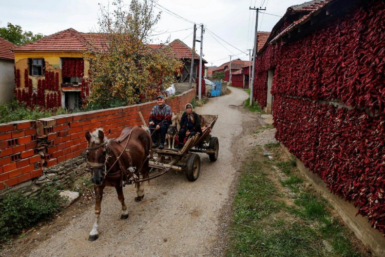 Сербская “столица паприки” Сербская “столица паприки”
