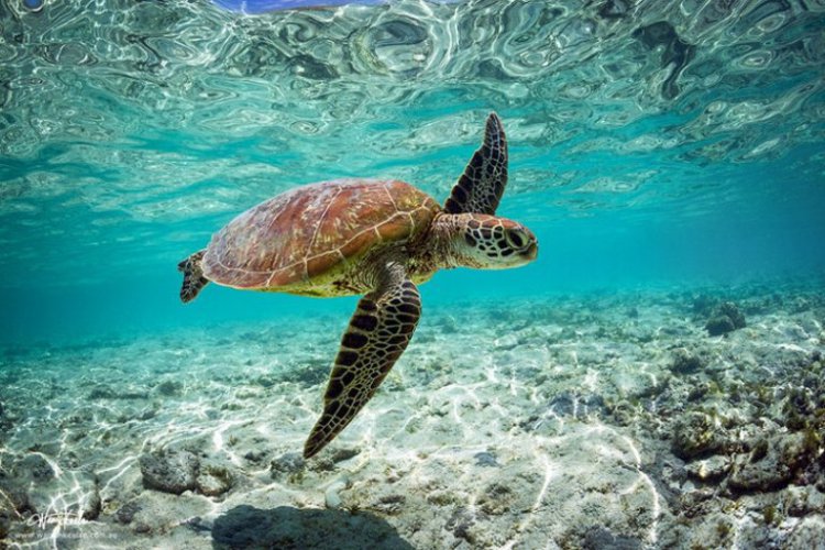 Удивительные водные чудеса мира Удивительные водные чудеса мира