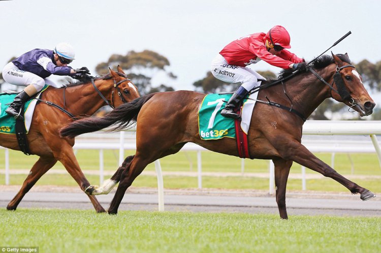 Гламурные любители скачек Australian Geelong Cup Гламурные любители скачек Australian Geelong Cup