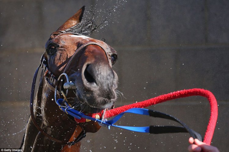 Гламурные любители скачек Australian Geelong Cup Гламурные любители скачек Australian Geelong Cup