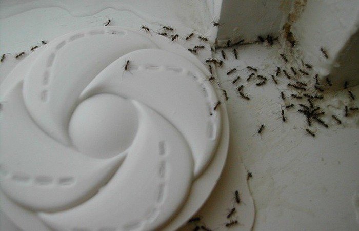 Ценные советы по необычному применению предметов домашнего обихода Ценные советы по необычному применению предметов домашнего обихода