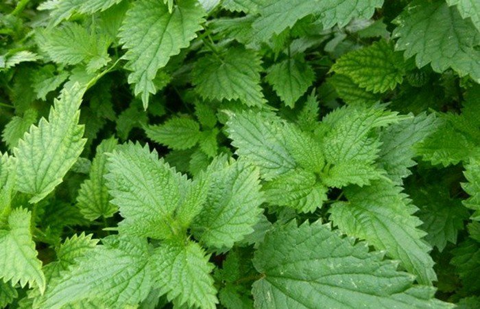Конкурсы едоков, которые проходят в разных уголках мира Конкурсы едоков, которые проходят в разных уголках мира