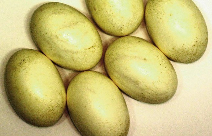 Конкурсы едоков, которые проходят в разных уголках мира Конкурсы едоков, которые проходят в разных уголках мира