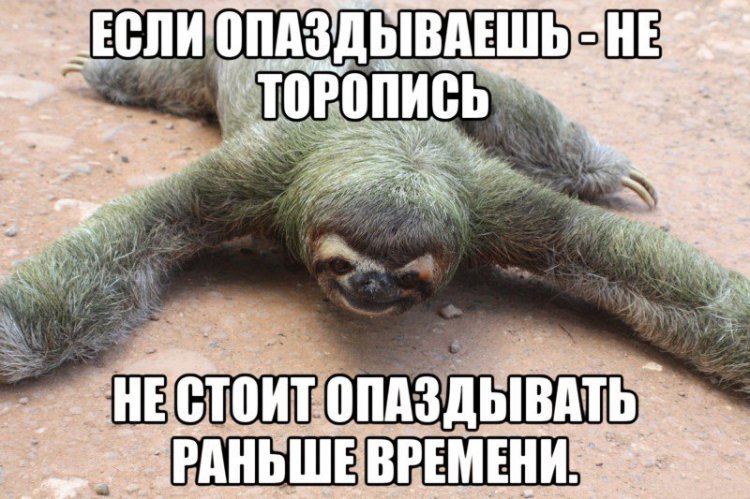 10 открыток с ленивым Ленивцем, в которых каждый узнает себя 10 открыток с ленивым Ленивцем, в которых каждый узнает себя