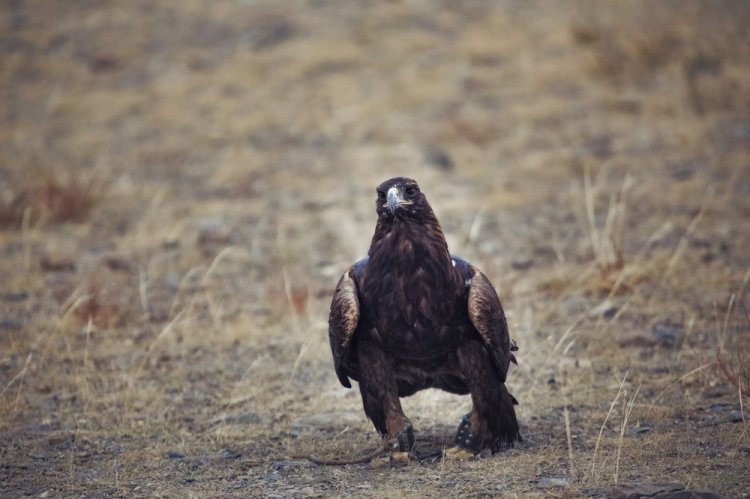 Охота с беркутом в Монголии на «Golden Eagle Festival» Охота с беркутом в Монголии на «Golden Eagle Festival»