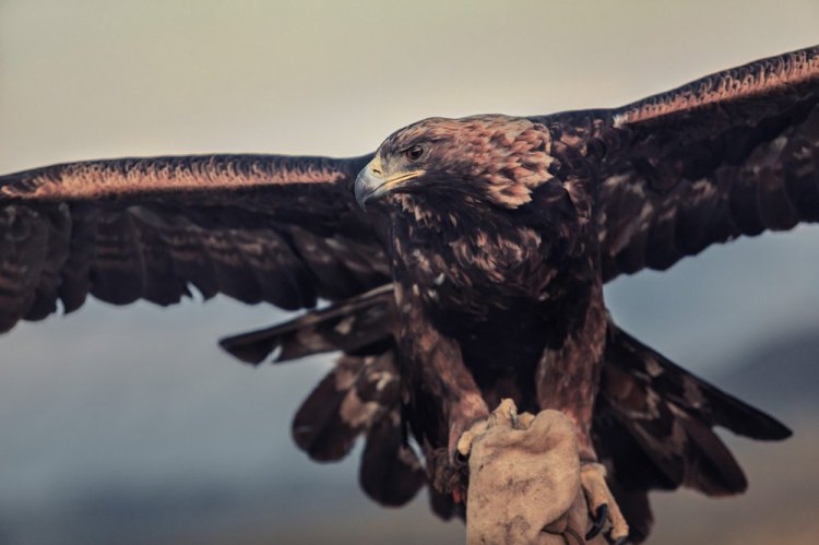 Охота с беркутом в Монголии на «Golden Eagle Festival» Охота с беркутом в Монголии на «Golden Eagle Festival»