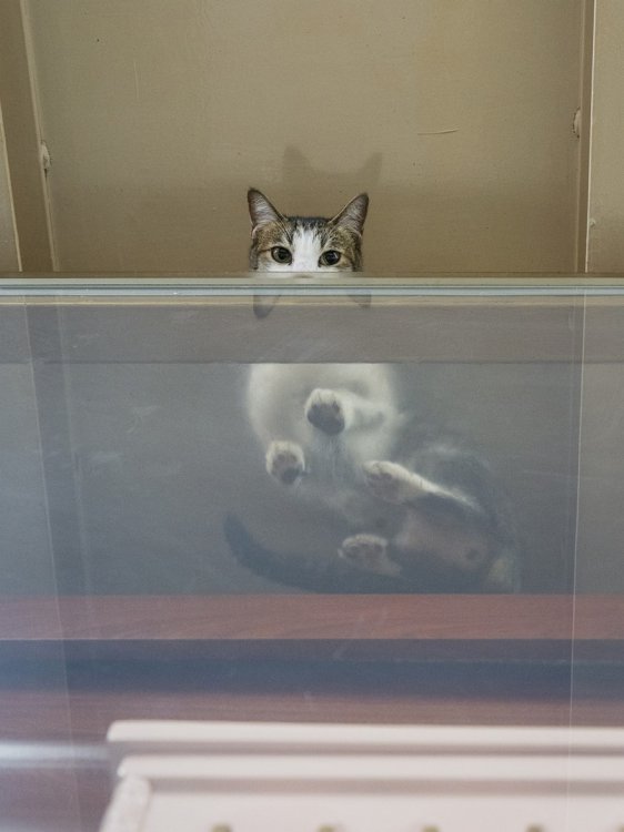 Коты в гонконгских магазинах Коты в гонконгских магазинах