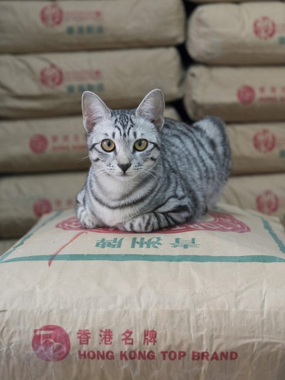 Коты в гонконгских магазинах Коты в гонконгских магазинах