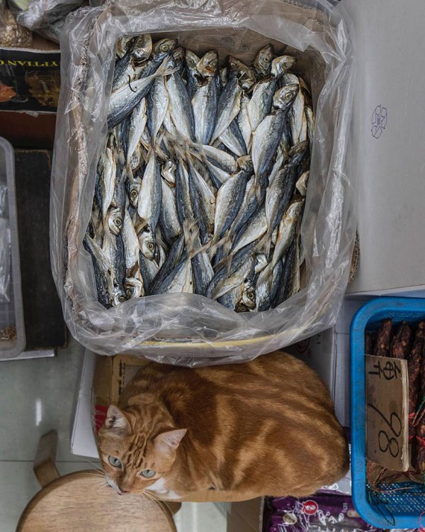 Коты в гонконгских магазинах Коты в гонконгских магазинах