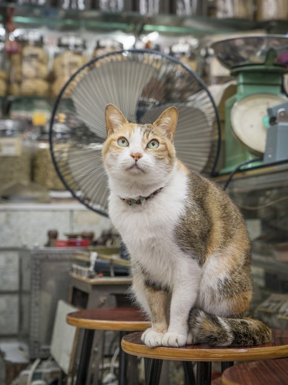Коты в гонконгских магазинах Коты в гонконгских магазинах