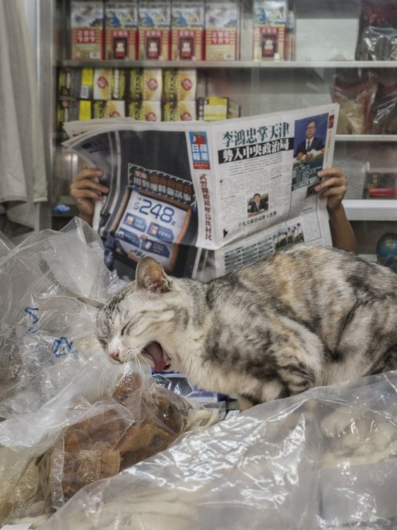 Коты в гонконгских магазинах Коты в гонконгских магазинах
