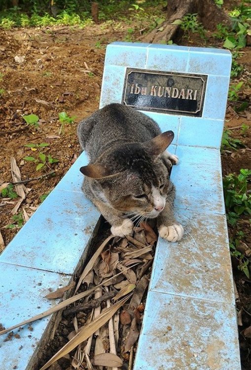 Кошка целый год живет на могиле своей хозяйки Кошка целый год живет на могиле своей хозяйки