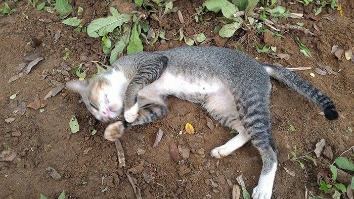 Кошка целый год живет на могиле своей хозяйки Кошка целый год живет на могиле своей хозяйки