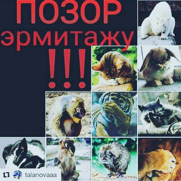 Кампания против Эрмитажа из-за выставки бельгийского художника в социальных сетях Кампания против Эрмитажа из-за выставки бельгийского художника в социальных сетях