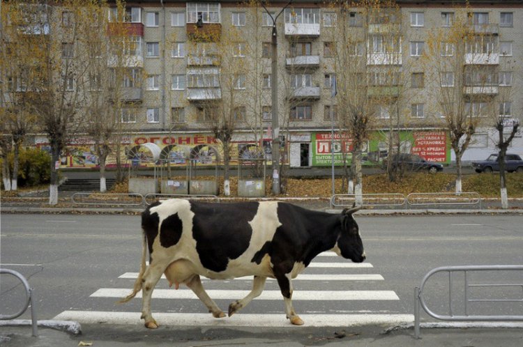 Фотограф Александр Петросян: уличные снимки Фотограф Александр Петросян: уличные снимки