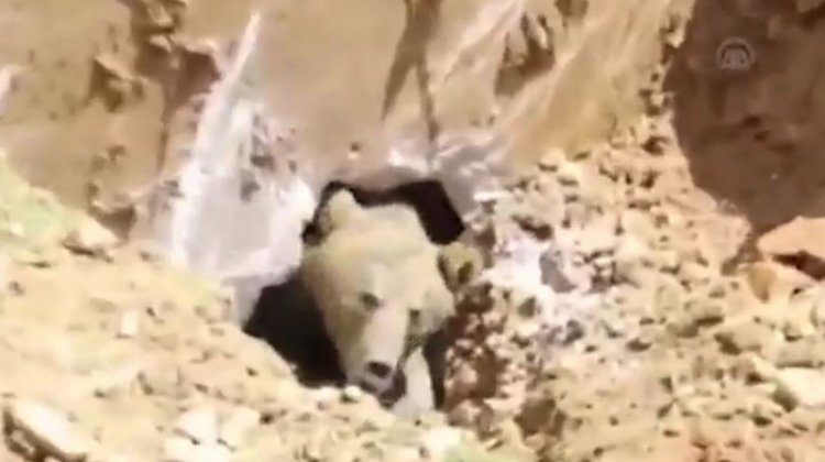 Турецкие рабочие копали яму и выкопали медведя Турецкие рабочие копали яму и выкопали медведя
