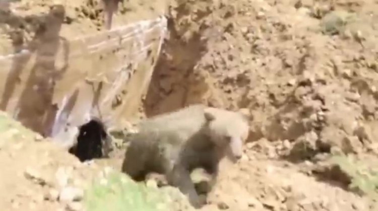 Турецкие рабочие копали яму и выкопали медведя Турецкие рабочие копали яму и выкопали медведя