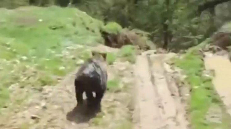 Турецкие рабочие копали яму и выкопали медведя Турецкие рабочие копали яму и выкопали медведя