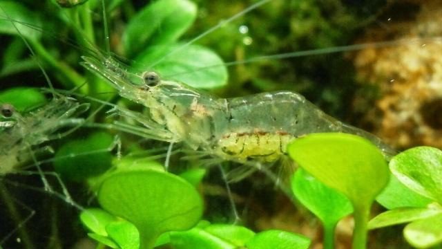 Удивительные прозрачные существа Удивительные прозрачные существа