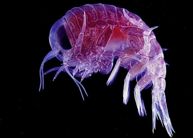 Удивительные прозрачные существа Удивительные прозрачные существа
