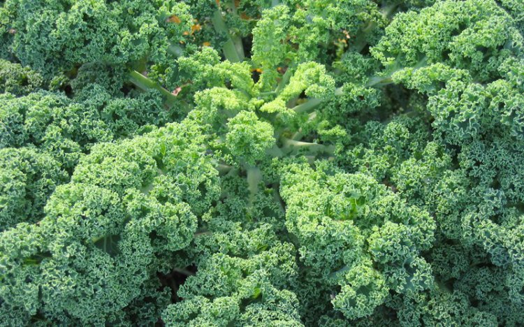 Низкокалорийные продукты, которые помогут вам сохранить фигуру Низкокалорийные продукты, которые помогут вам сохранить фигуру