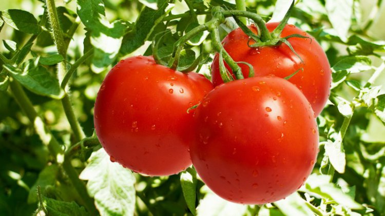 Низкокалорийные продукты, которые помогут вам сохранить фигуру Низкокалорийные продукты, которые помогут вам сохранить фигуру