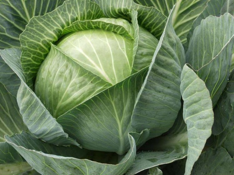 Низкокалорийные продукты, которые помогут вам сохранить фигуру Низкокалорийные продукты, которые помогут вам сохранить фигуру
