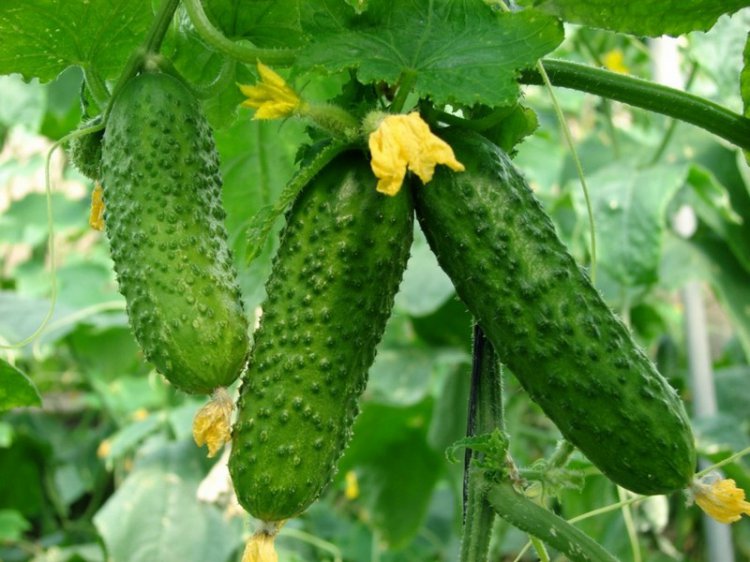 Низкокалорийные продукты, которые помогут вам сохранить фигуру Низкокалорийные продукты, которые помогут вам сохранить фигуру