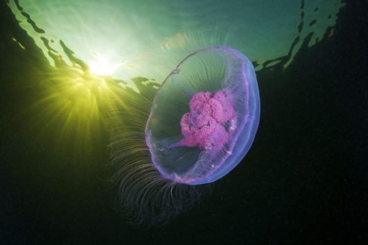 Ого! 5 cамых опасных обитателей Черного моря (фото) Ого! 5 cамых опасных обитателей Черного моря (фото)