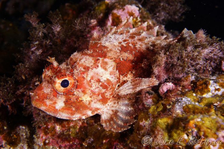 Ого! 5 cамых опасных обитателей Черного моря (фото) Ого! 5 cамых опасных обитателей Черного моря (фото)
