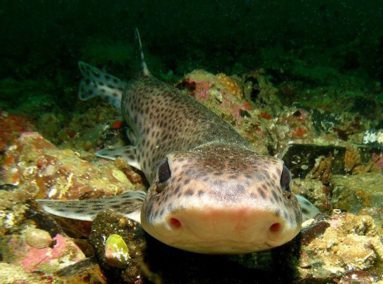 Ого! 5 cамых опасных обитателей Черного моря (фото) Ого! 5 cамых опасных обитателей Черного моря (фото)