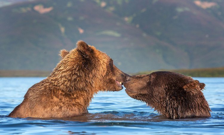 Нежные поцелуи бурых медведей Нежные поцелуи бурых медведей